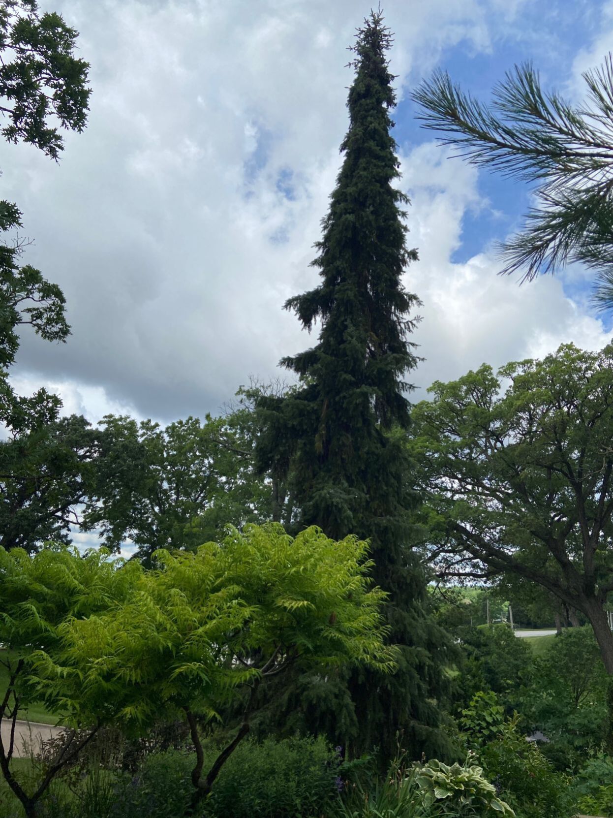 trees.jpg
